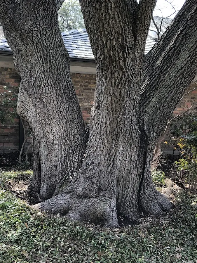 Mature heritage tree close to a Pottsville property cared for by certified arborists